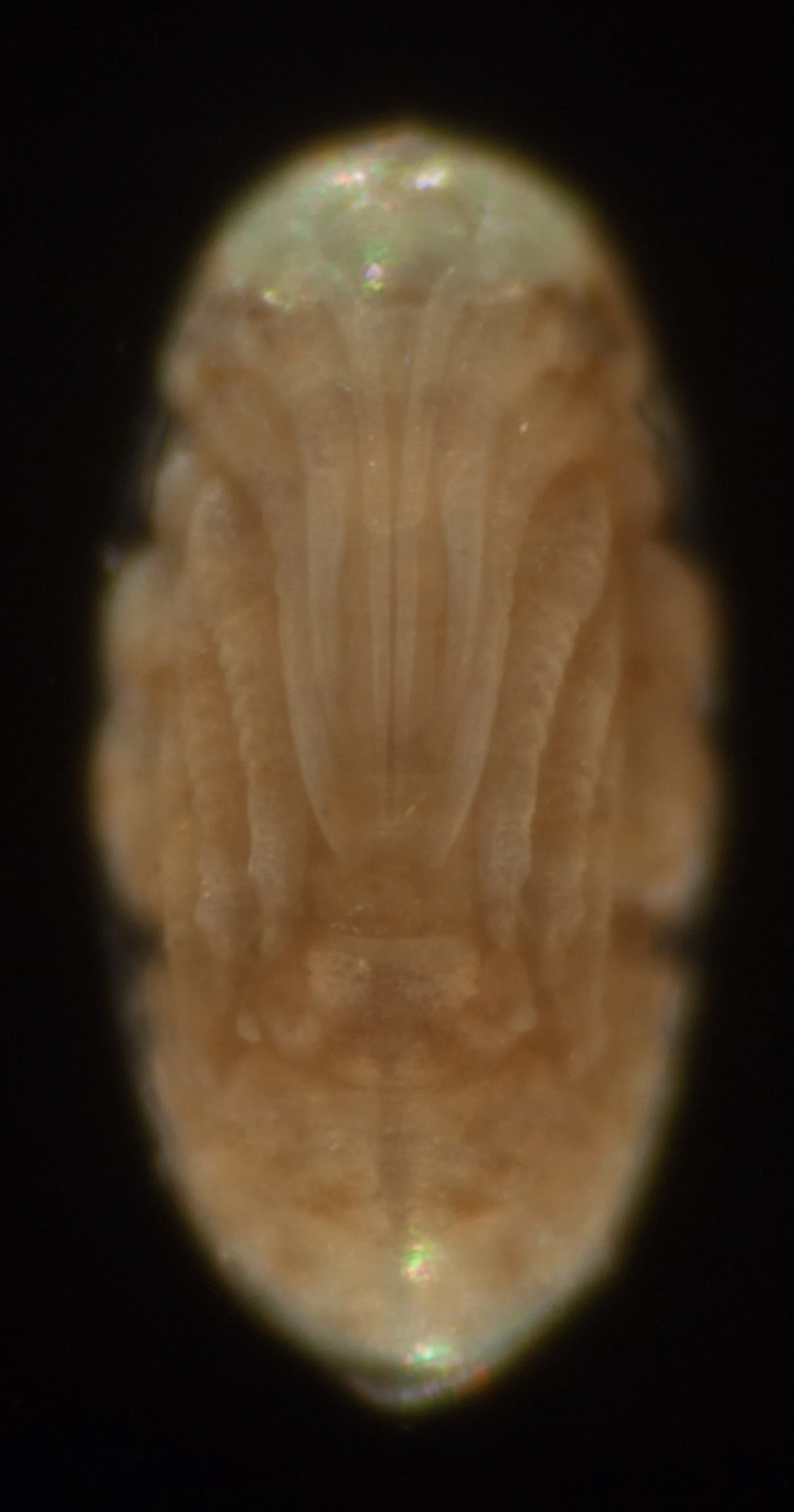 A further increase in length of the antennae, mouthparts and legs. The embryo is not far off hatching. Such a pretty thing!