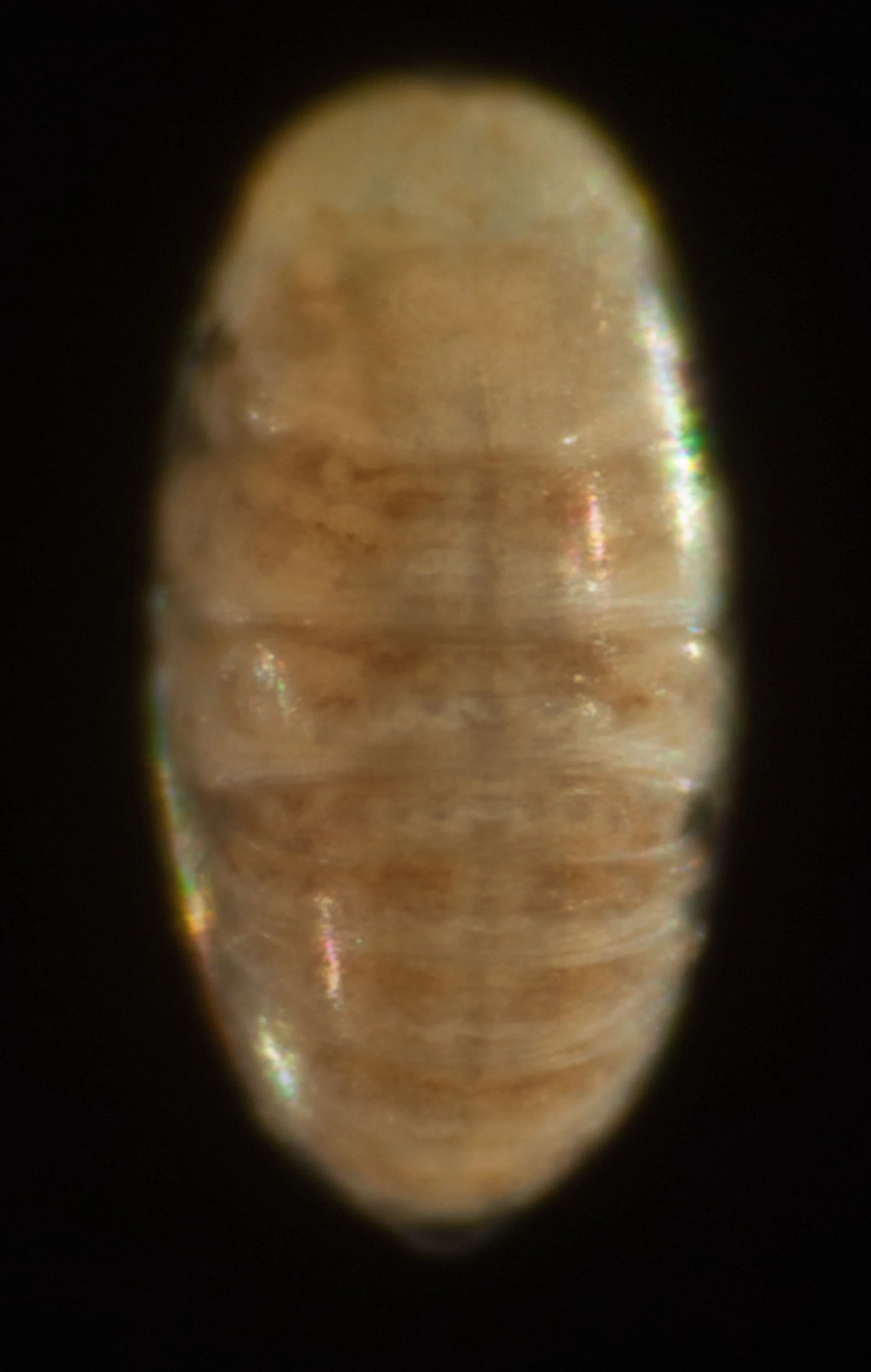 The same embryo viewed from the back shows that its flanks have grown around the yolk and fused to form a complete body tube. The yolk is now contained within the embryonic gut. This will nourish the larva for the first day or so after hatching. The dark line down the dorsal midline is the developing heart.