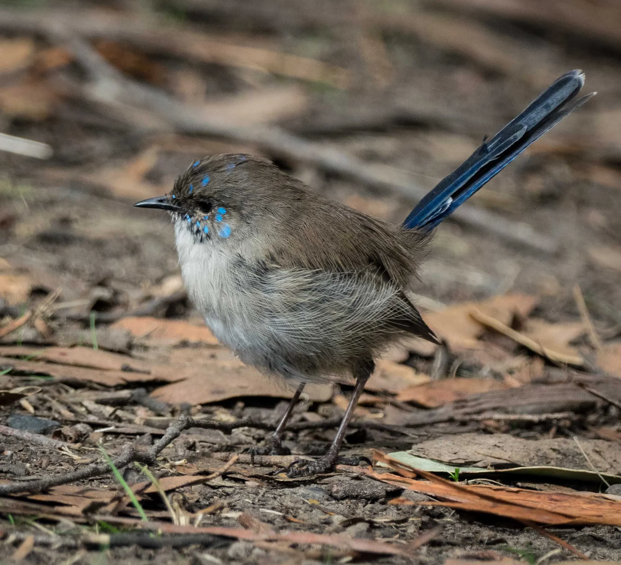 Superb Fairy-wren (eclipse male)