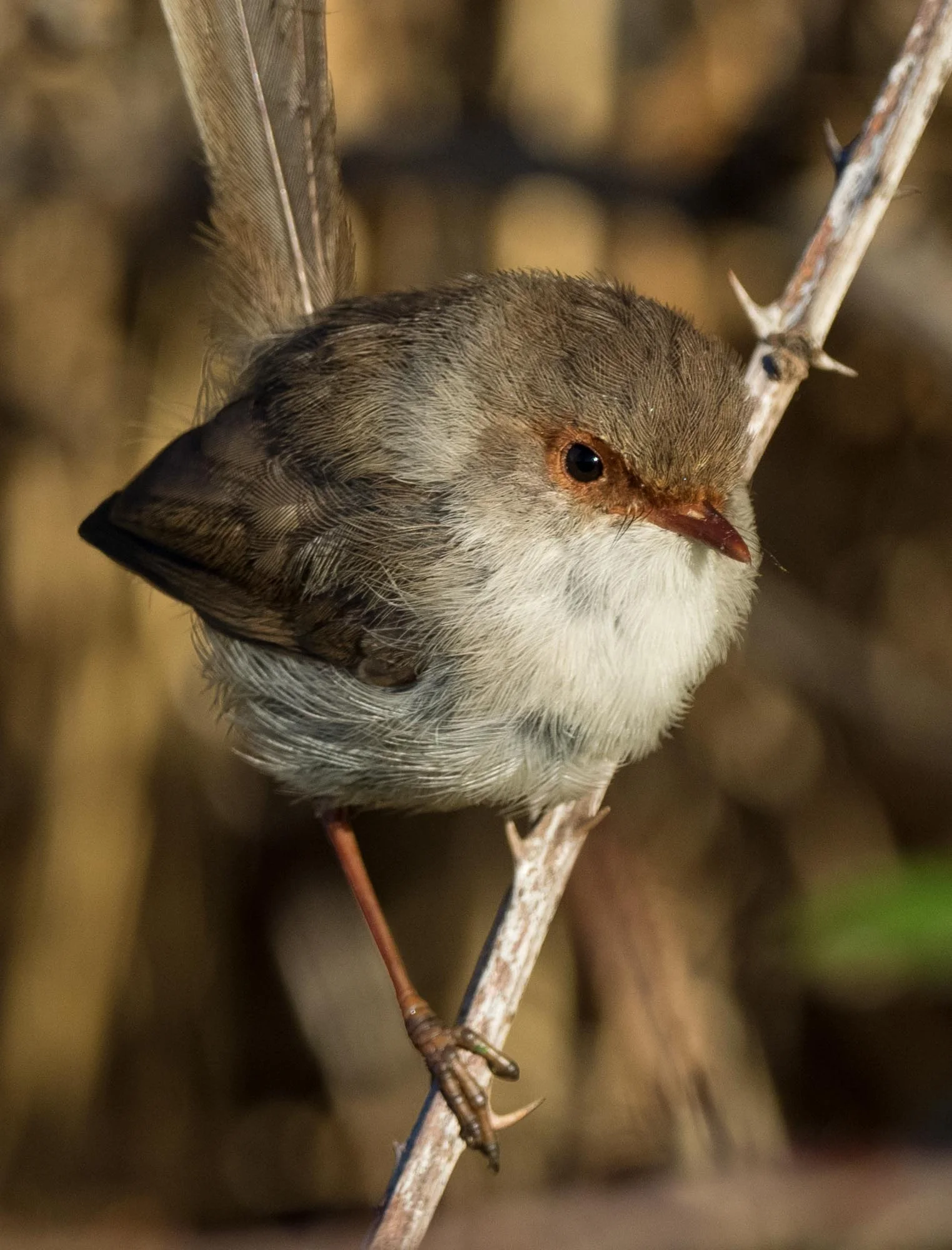 Superb Fairy-wren (female)