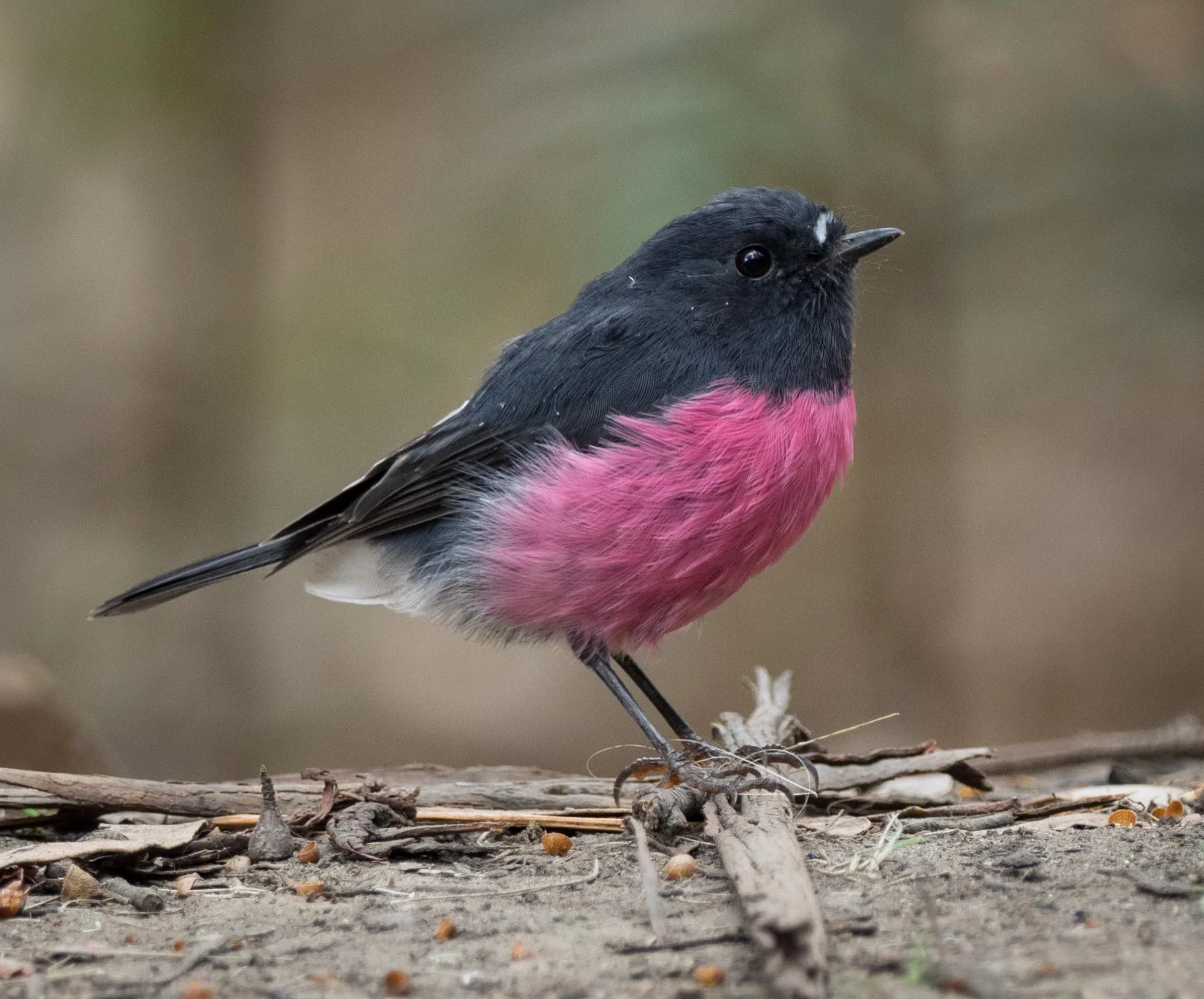 Pink Robin (male)