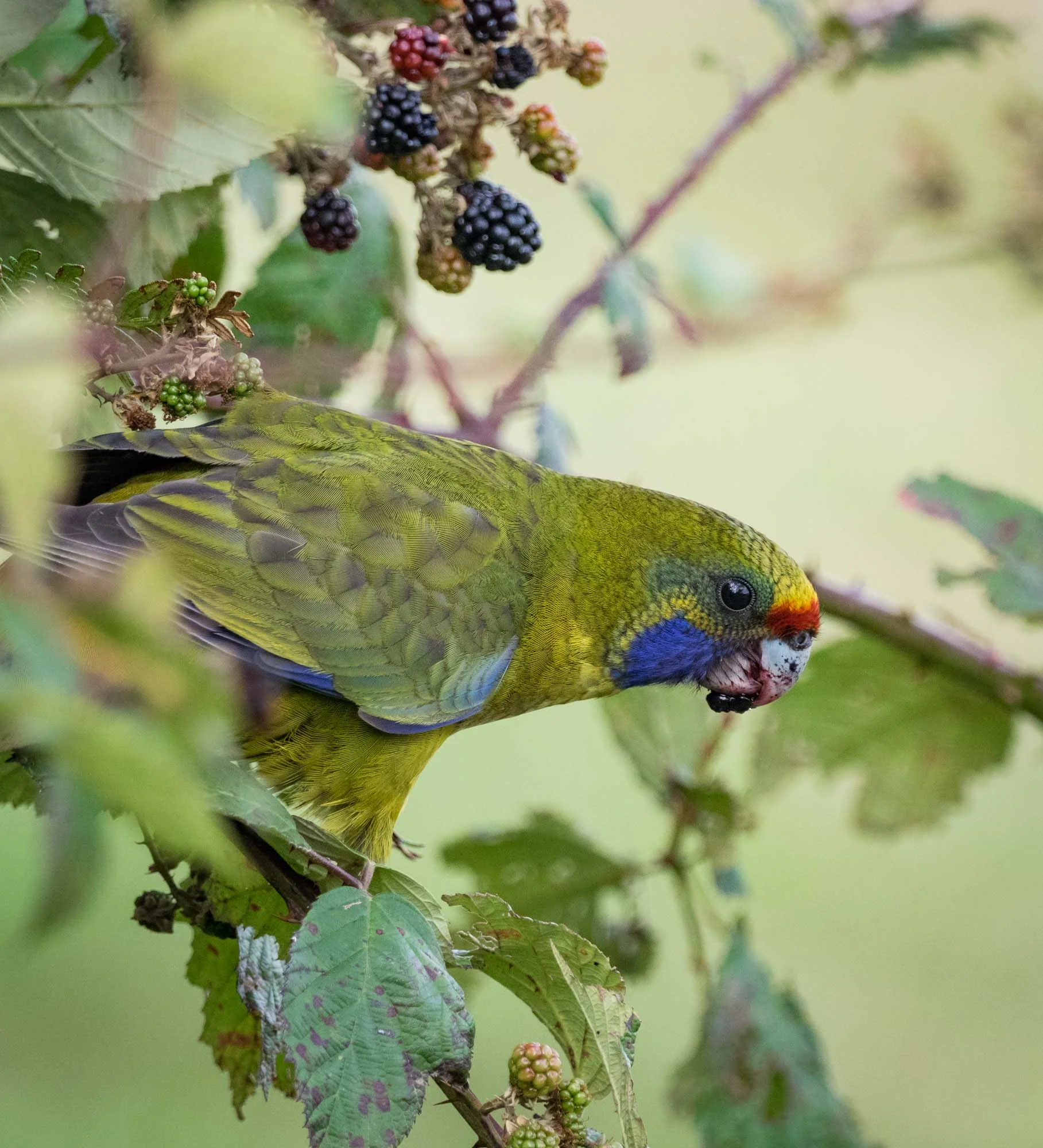 Green Rosella (juvenile)