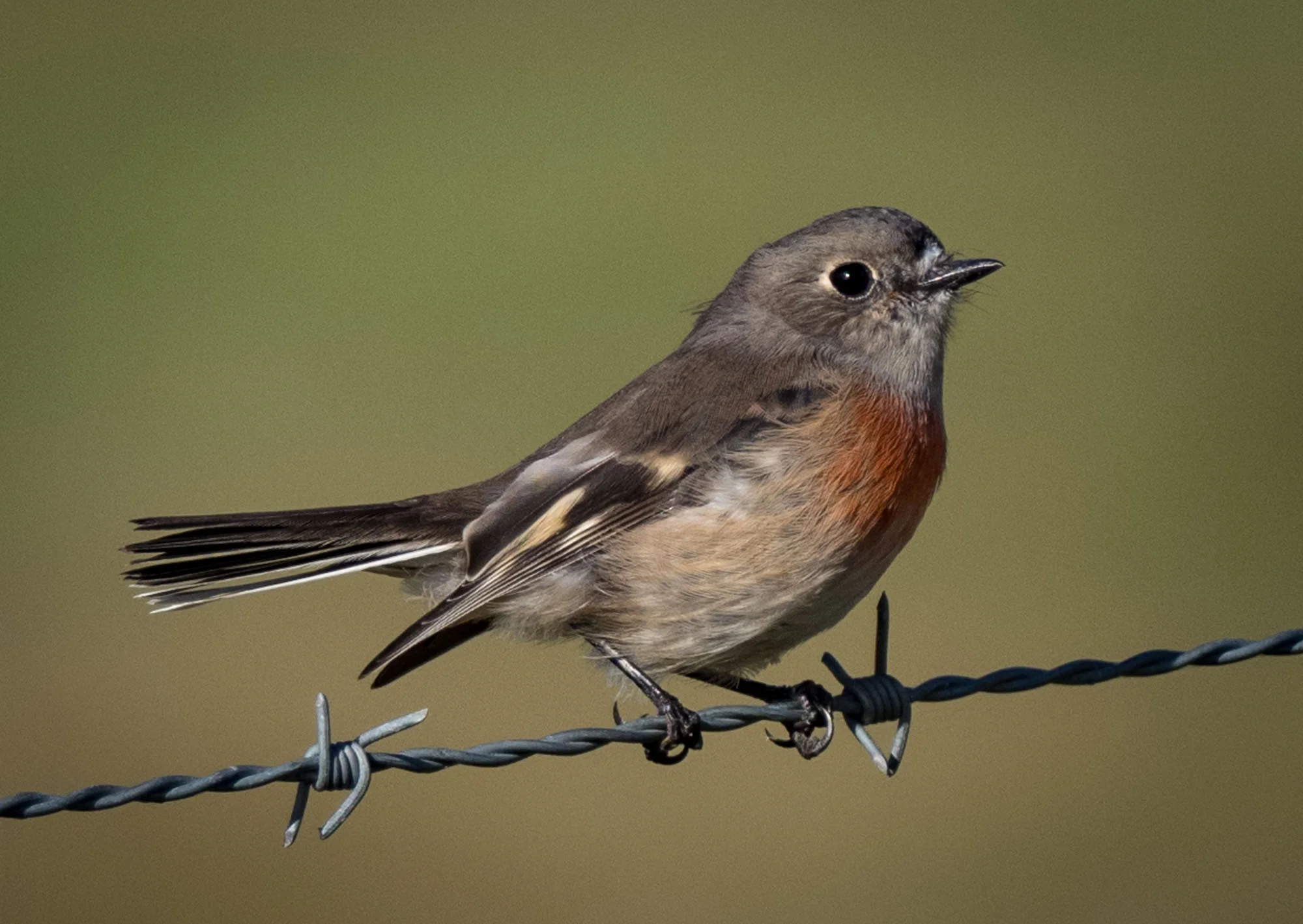 Scarlet Robin (immature male)