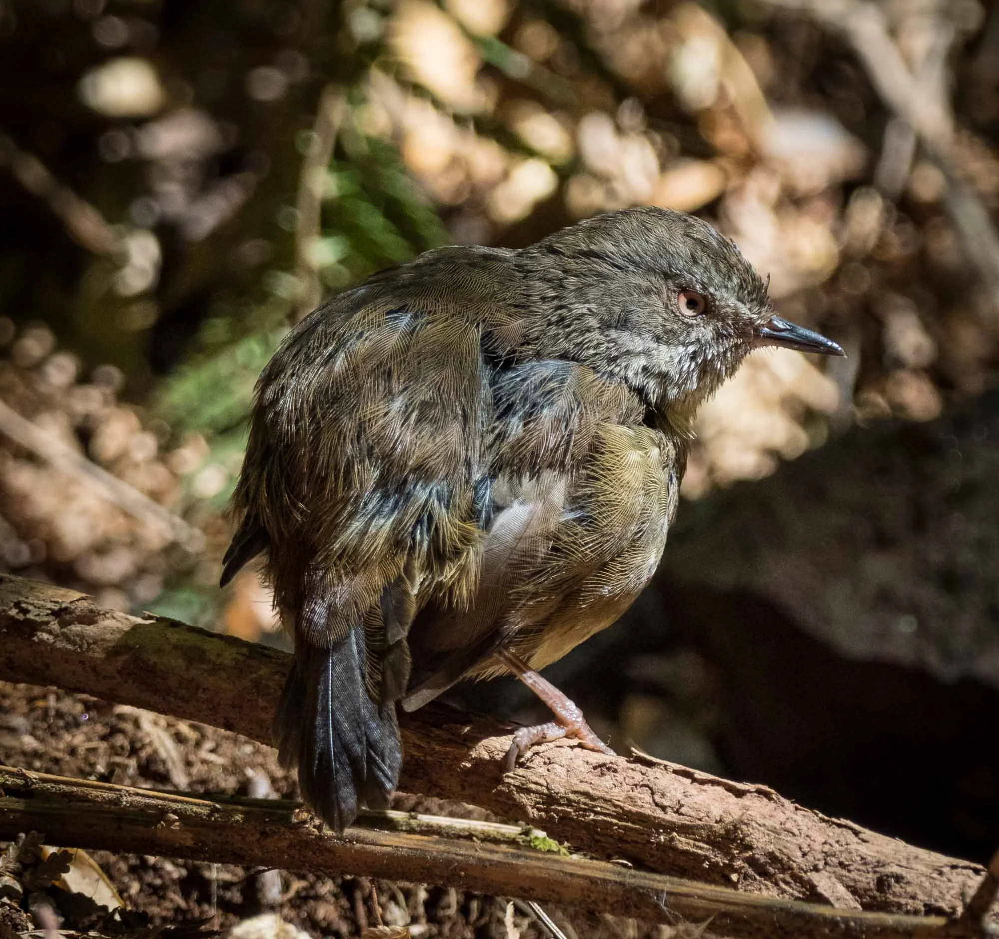 Tasmanian Scrubwren
