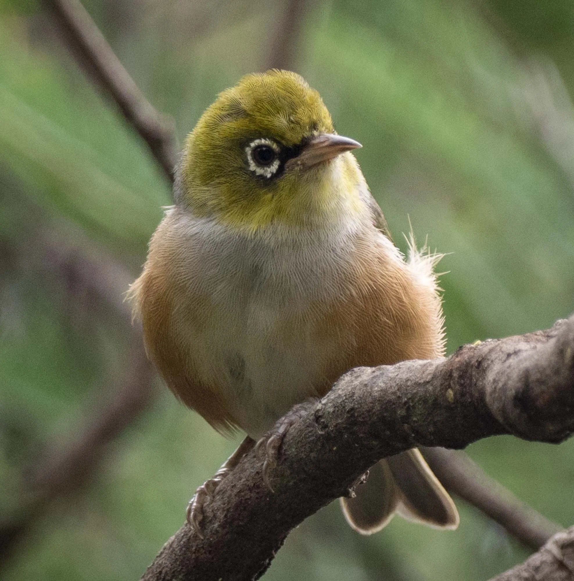 Silvereye