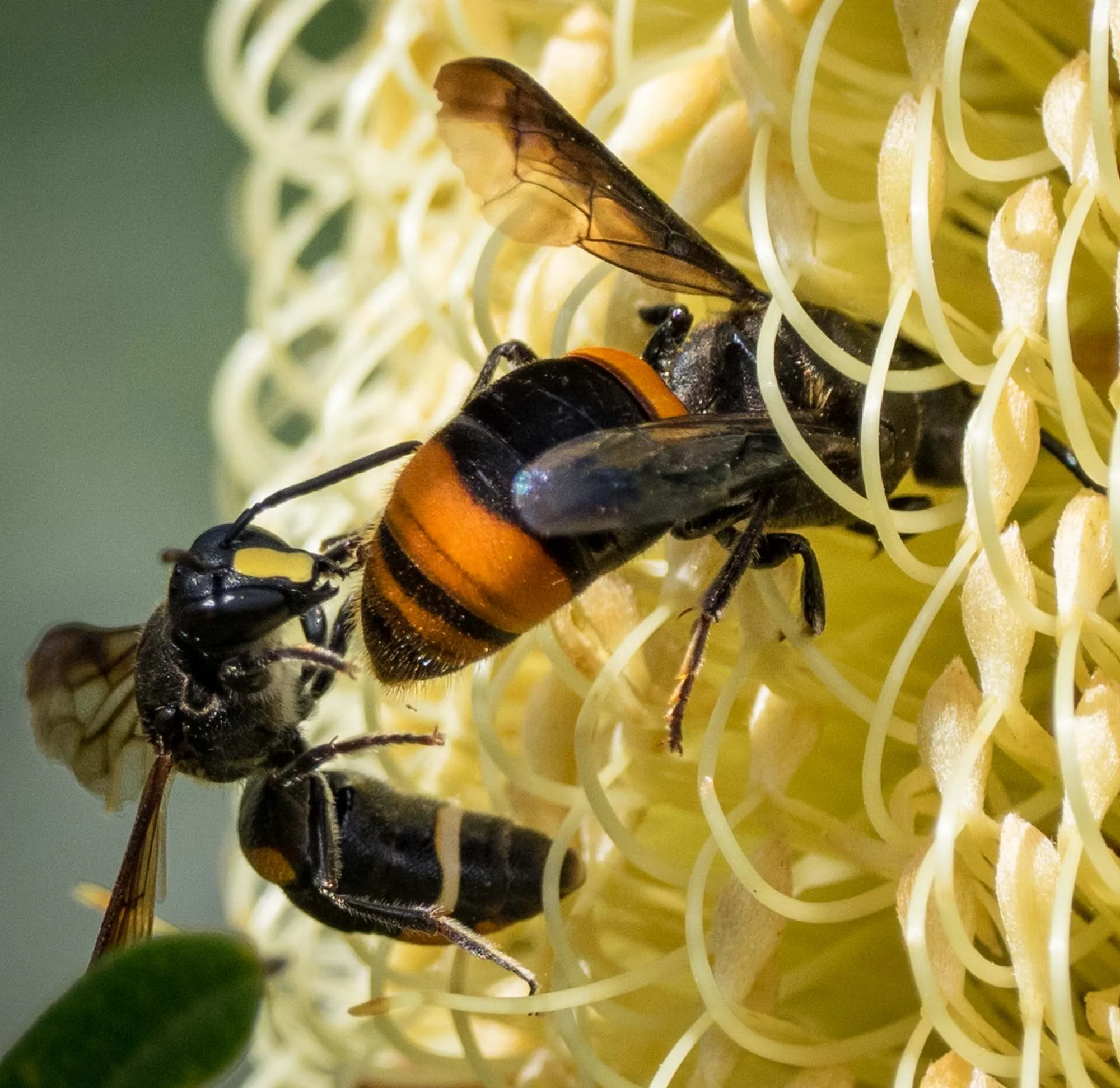 Wasp-mimic bee (male & female)