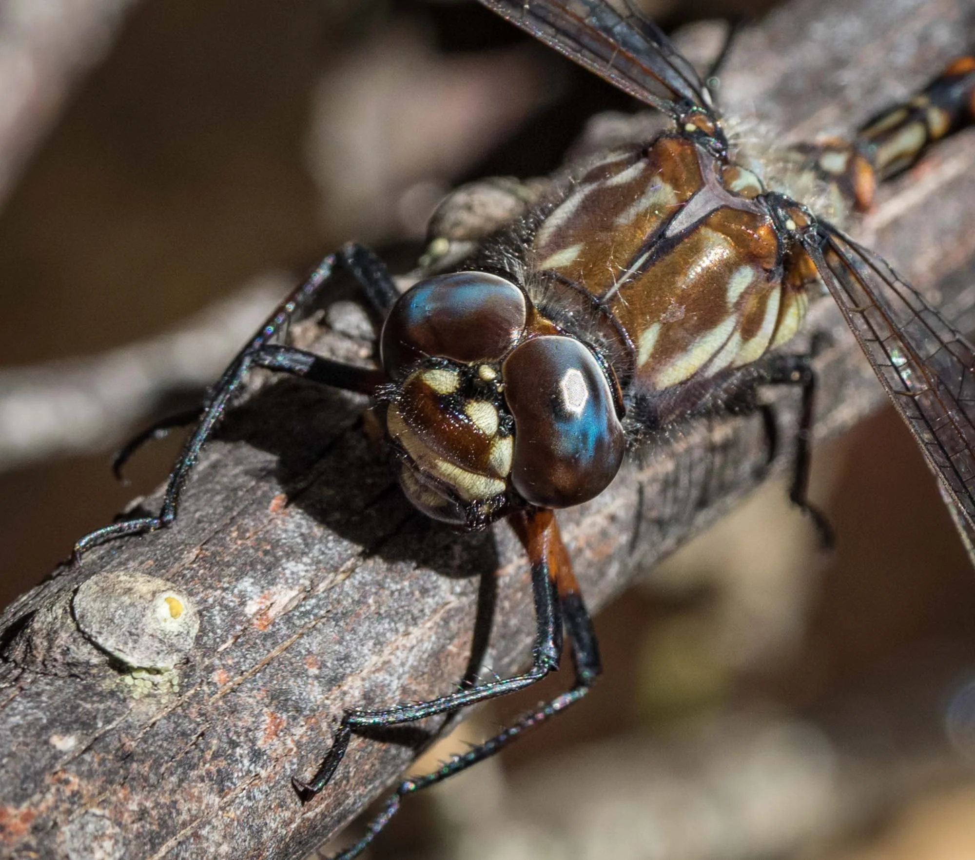 Lesser Tasmanian Darner
