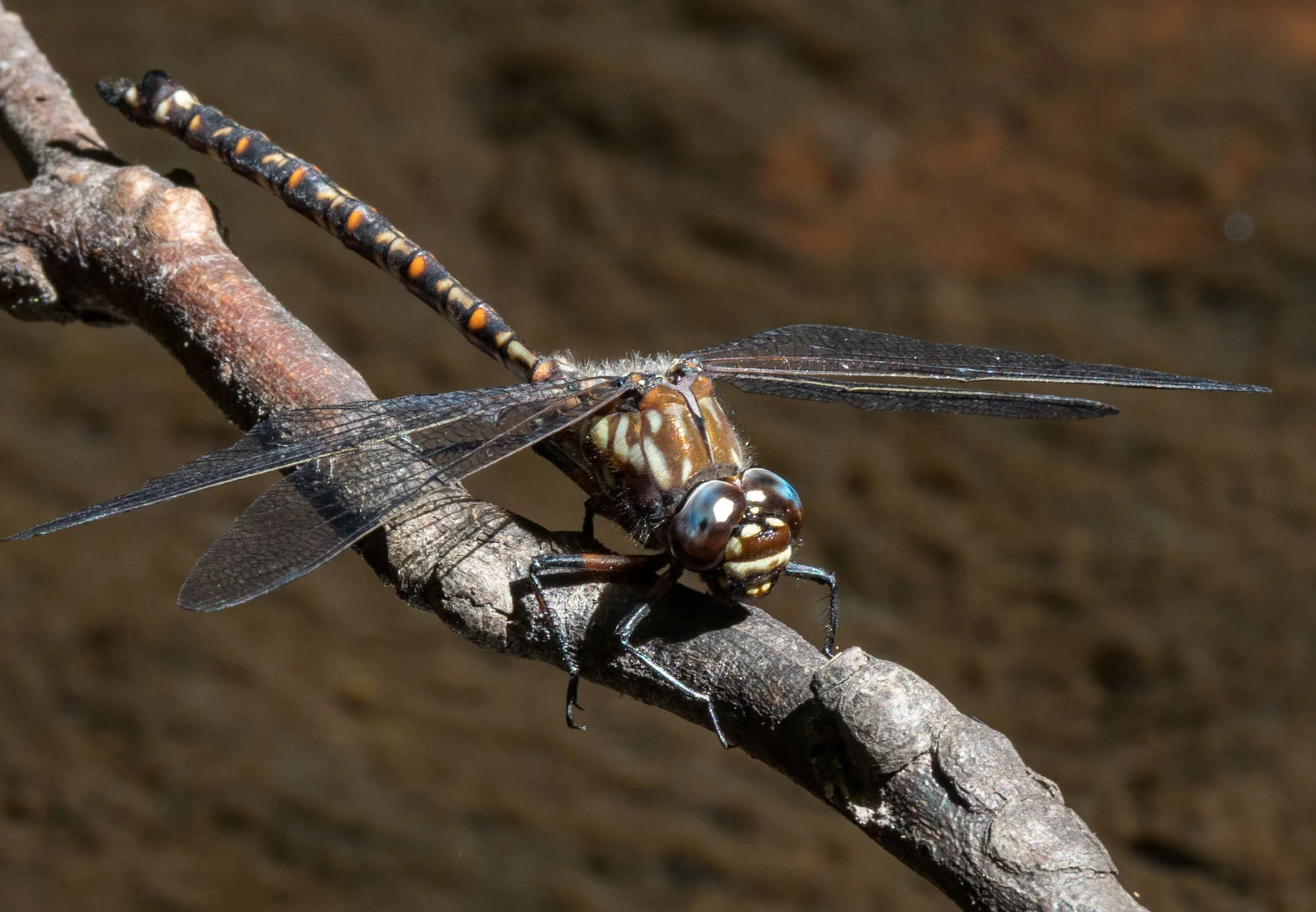 Lesser Tasmanian Darner