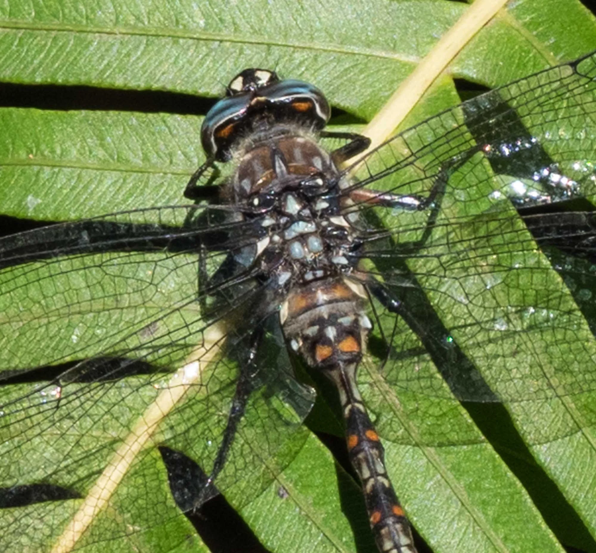 Lesser Tasmanian Darner