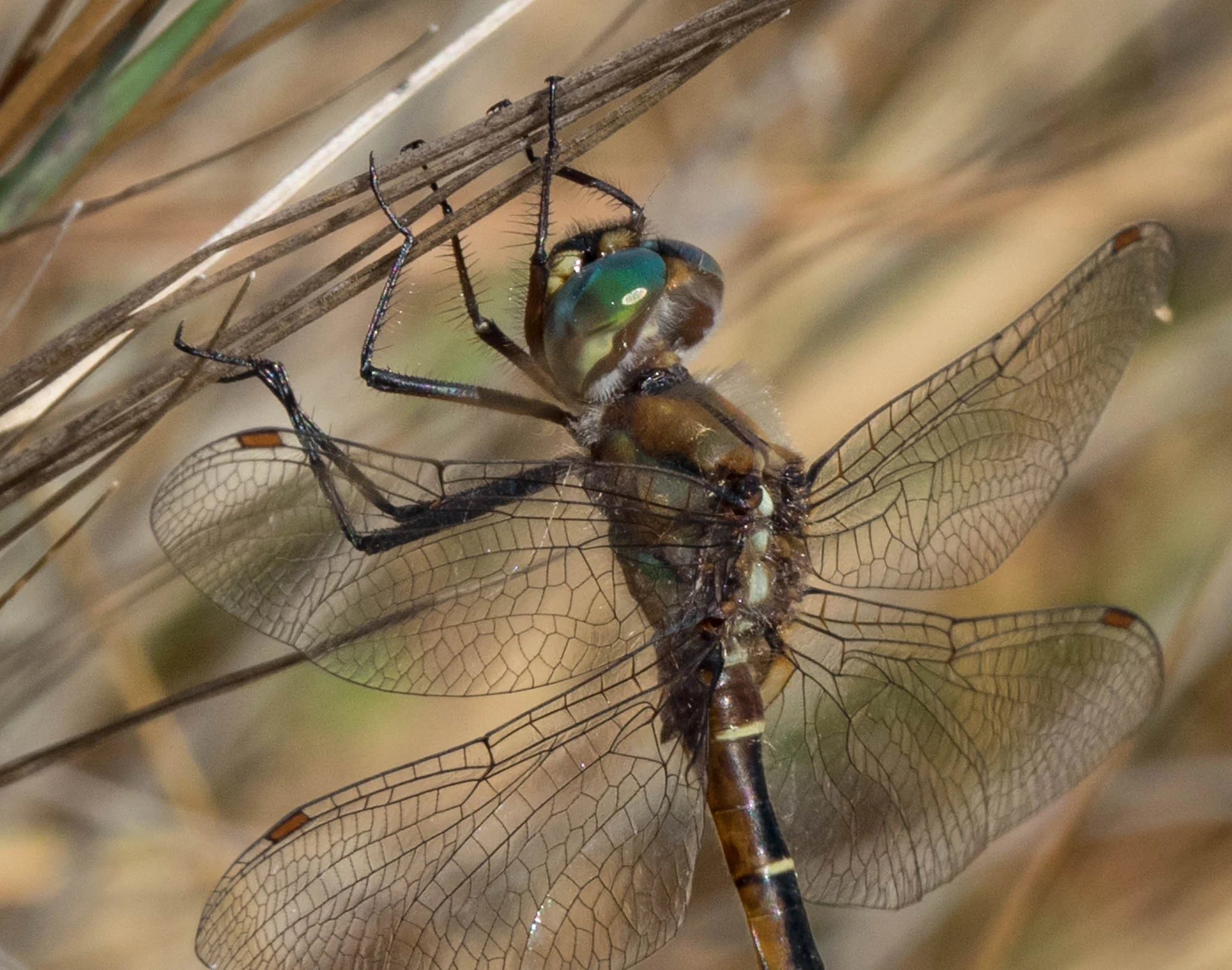 Eastern Swamp Emerald