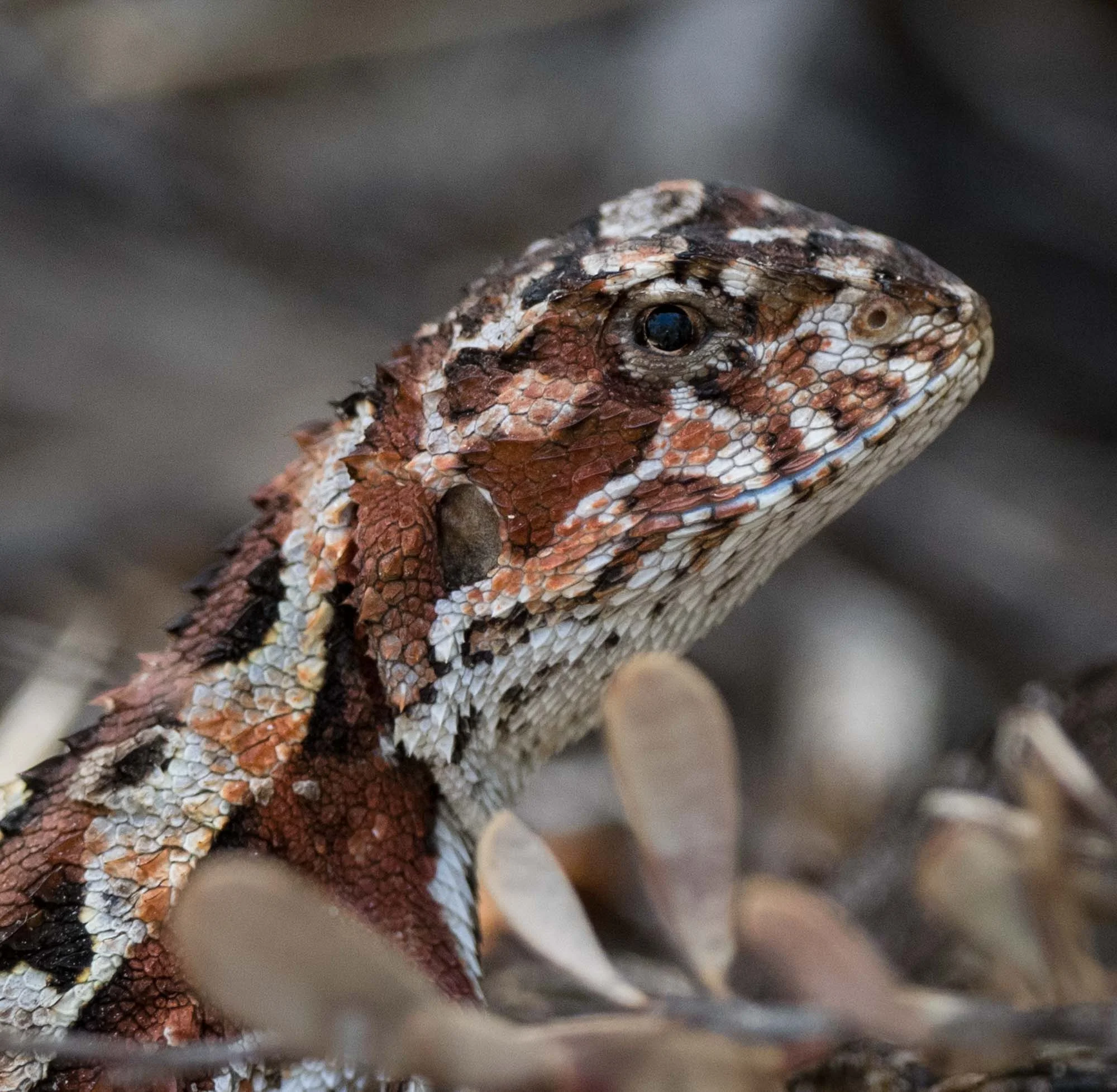 Mountain Heath Dragon