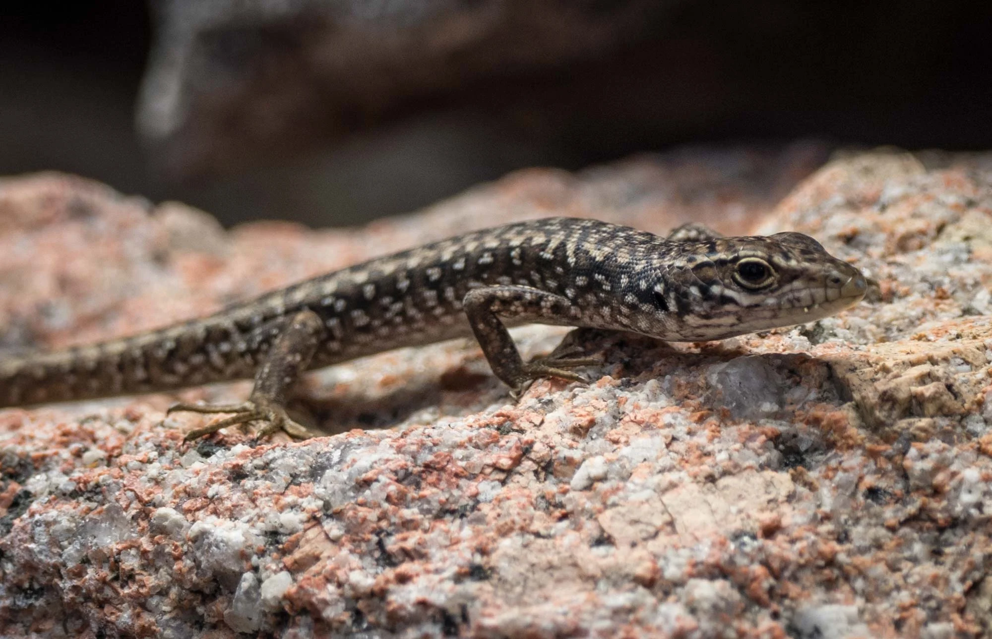 Spotted (or 'Ocellated') Skink