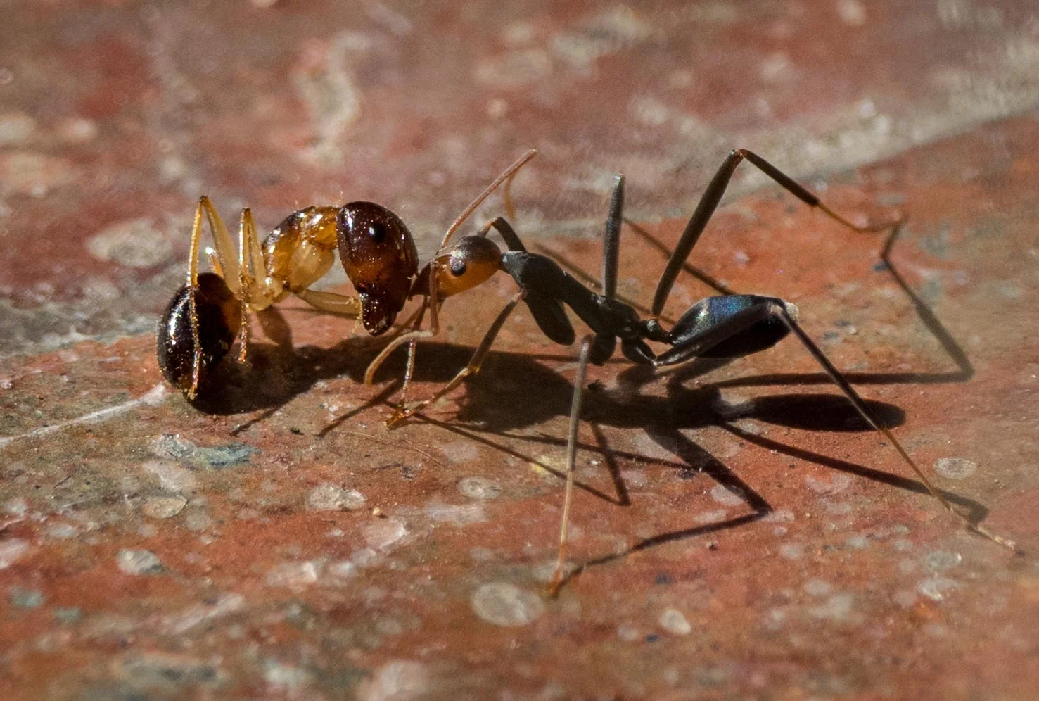 Spider Ant