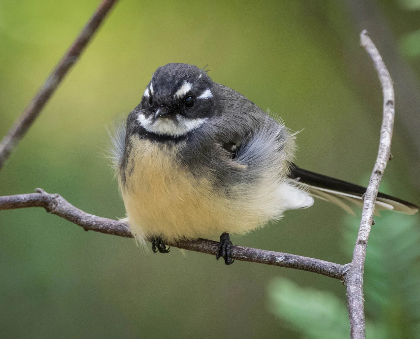 Grey Fantail
