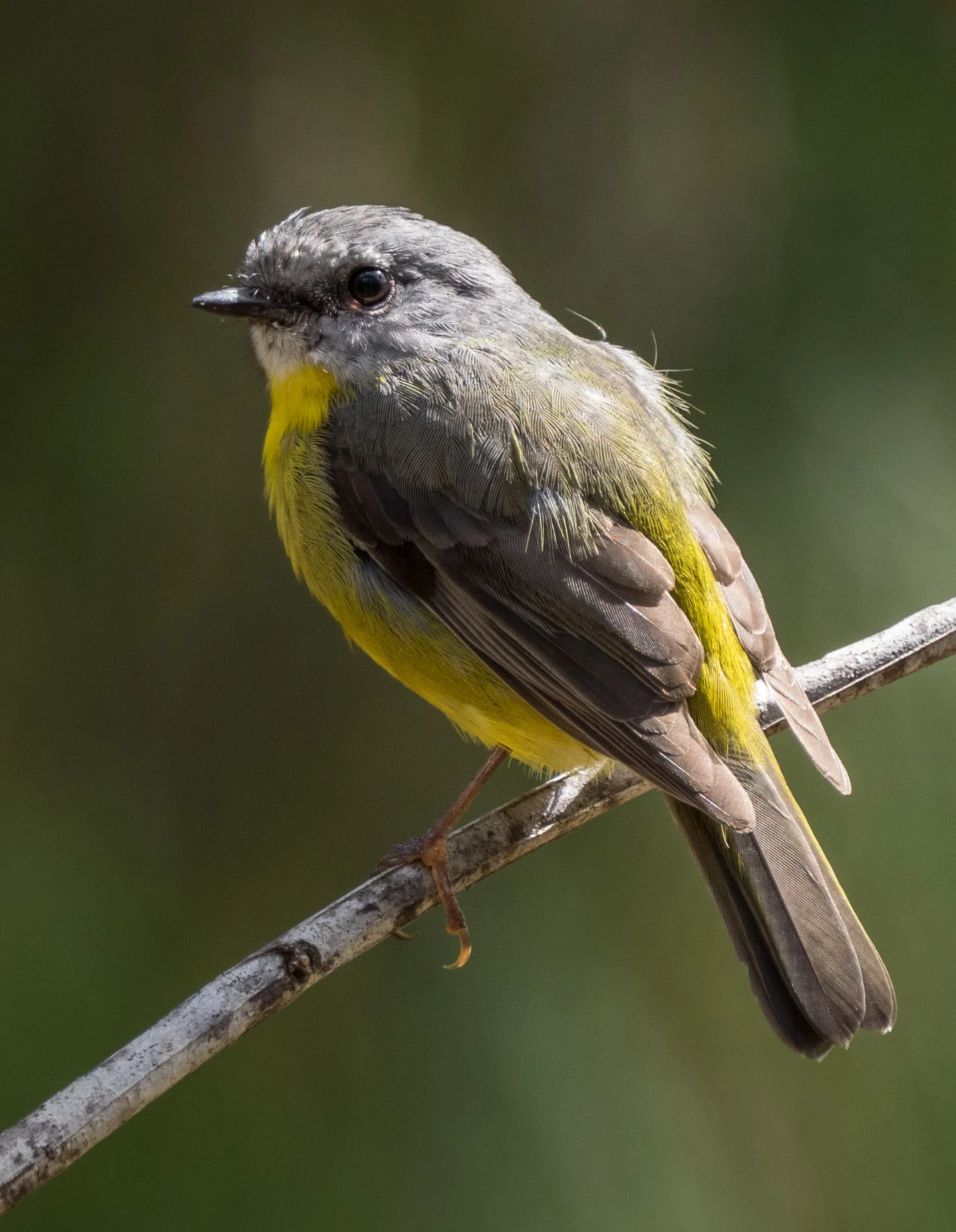 Eastern Yellow Robin