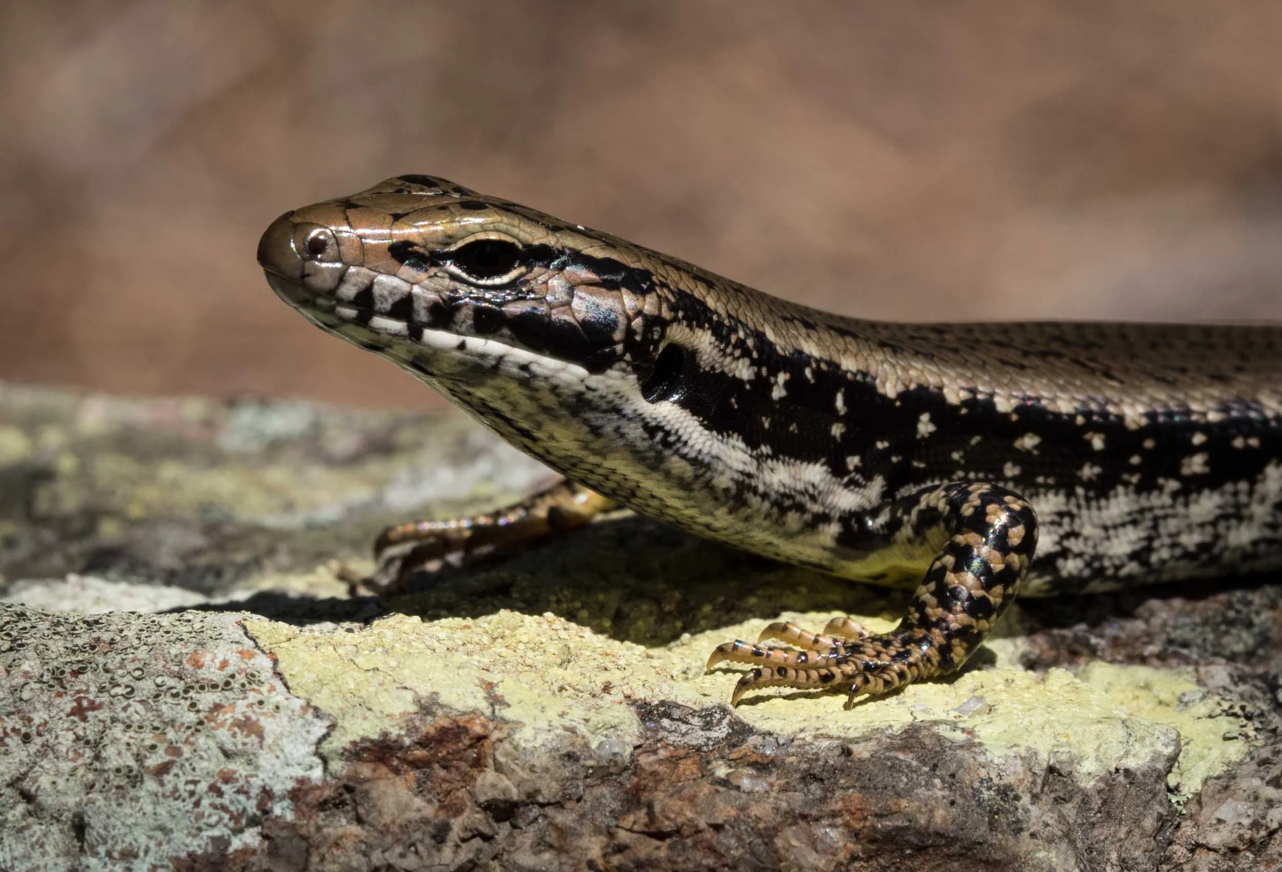 Yellow-bellied Water Skink