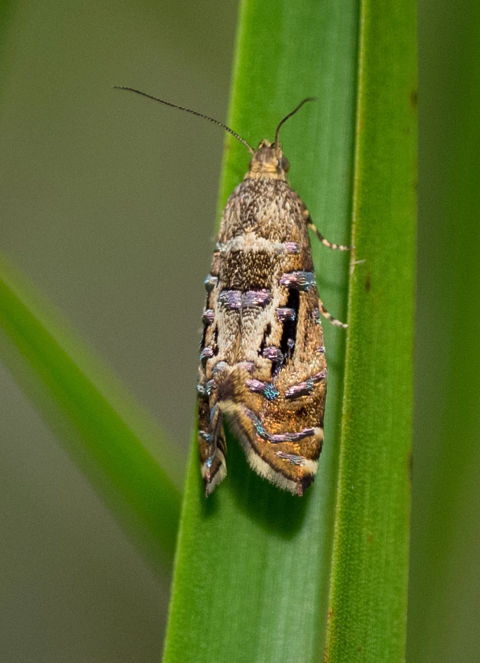 Sedge Moth