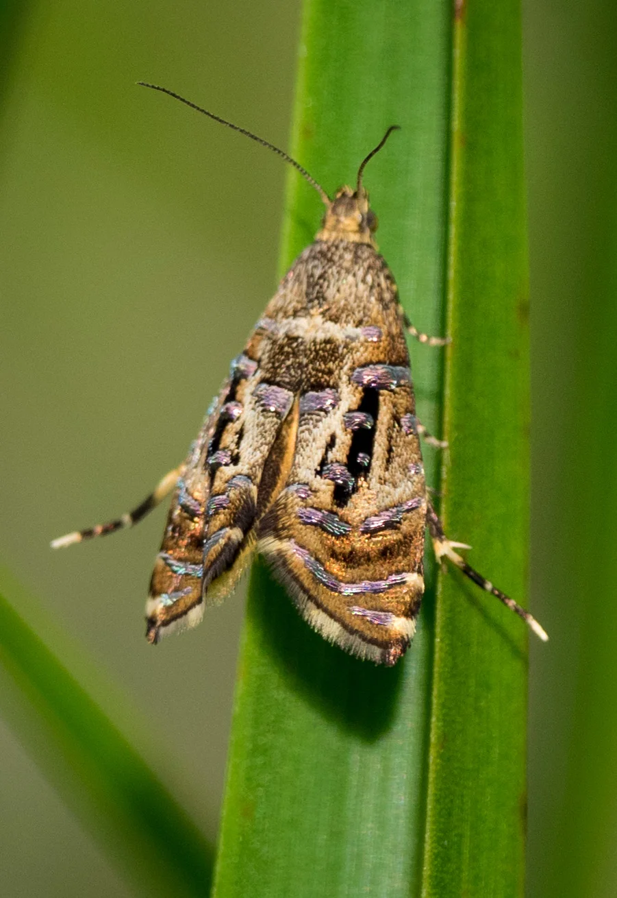 Sedge Moth