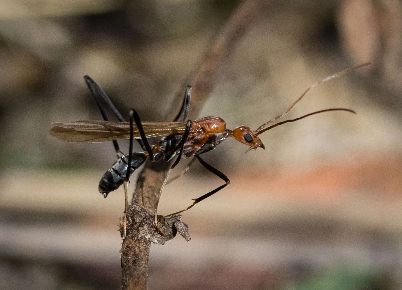 I've been spotting quite a few this week. They have suspiciously long legs and antennae, similar to Spider Ants ( Leptomyrmex) , but I'm not convinced. Further investigation required ...