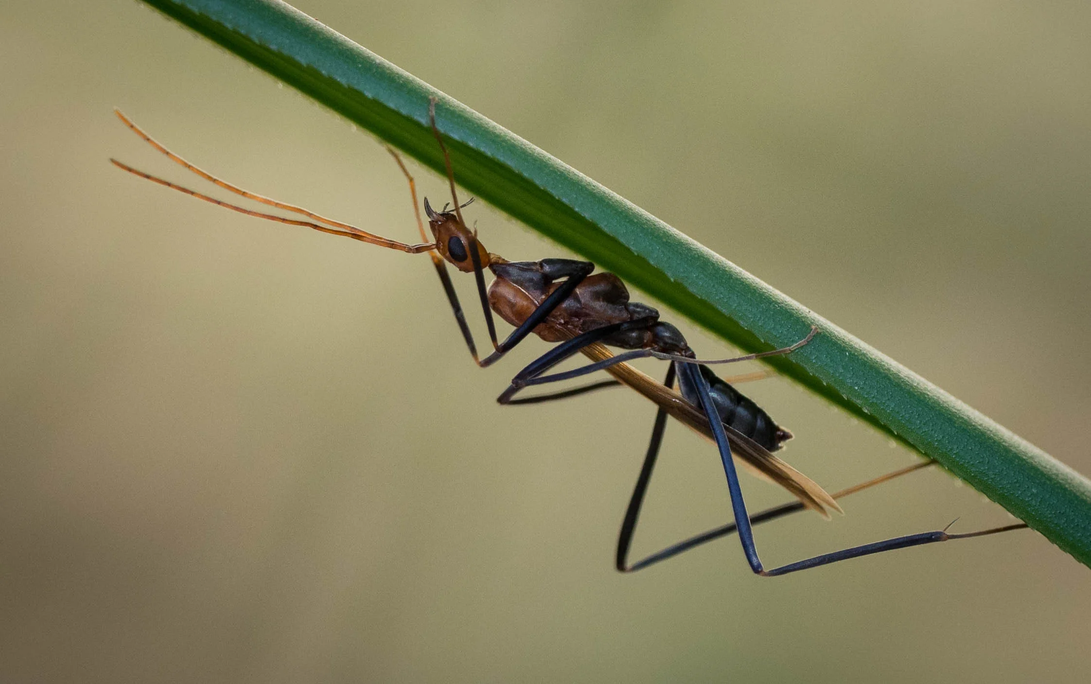 I've yet to identify this rather large, winged insect. Is it a Spider Ant alate?