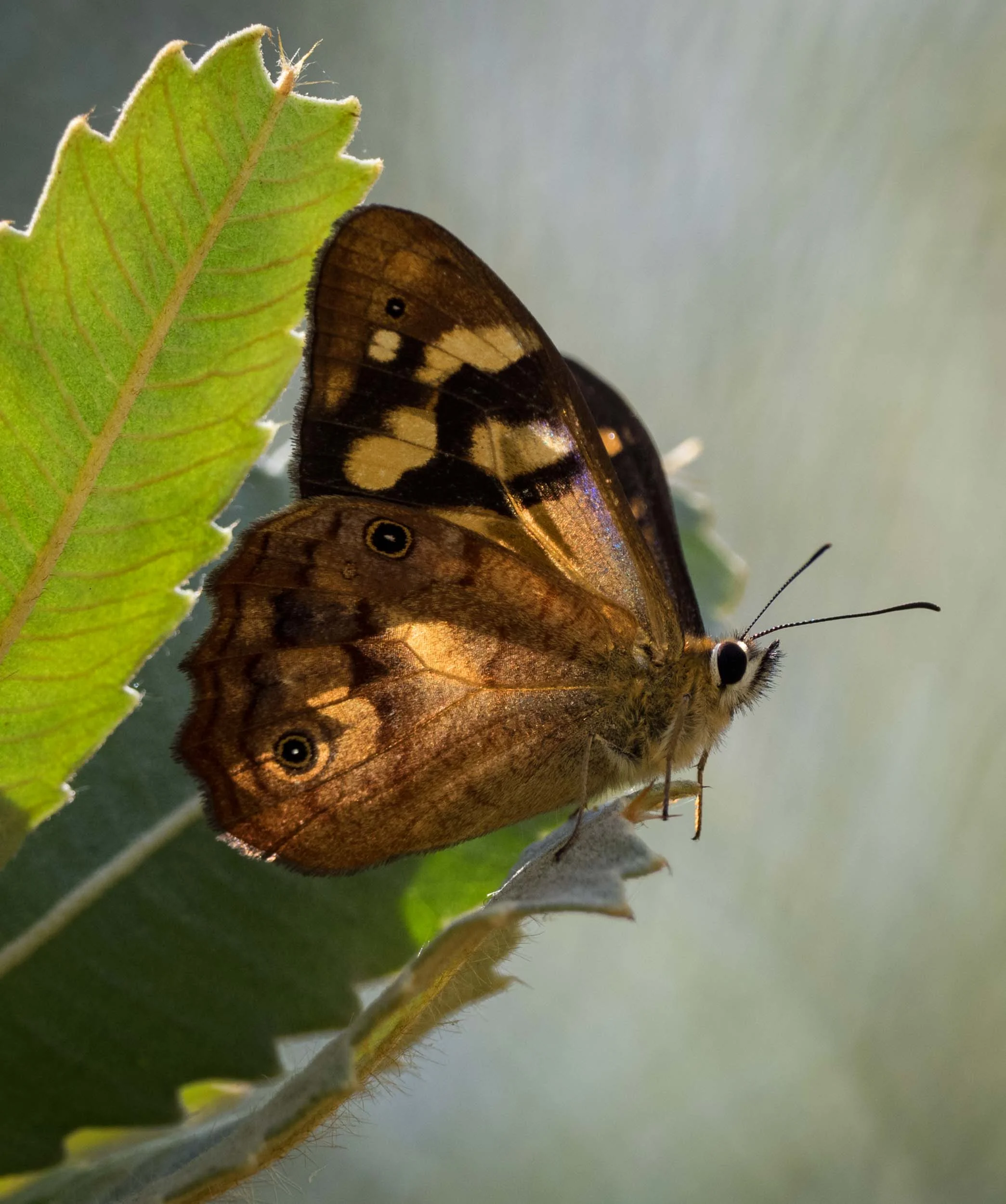 Banks' Brown