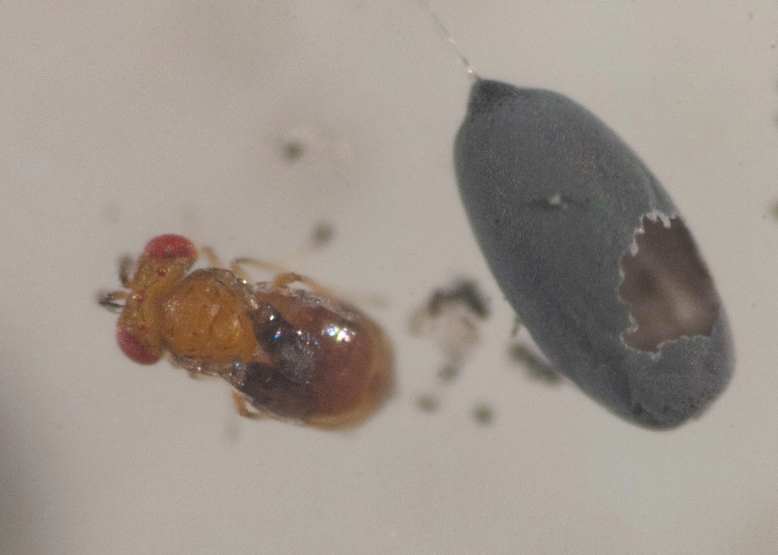 Déjà vu! Another egg parasitoid wasp — Life in a Southern Forest
