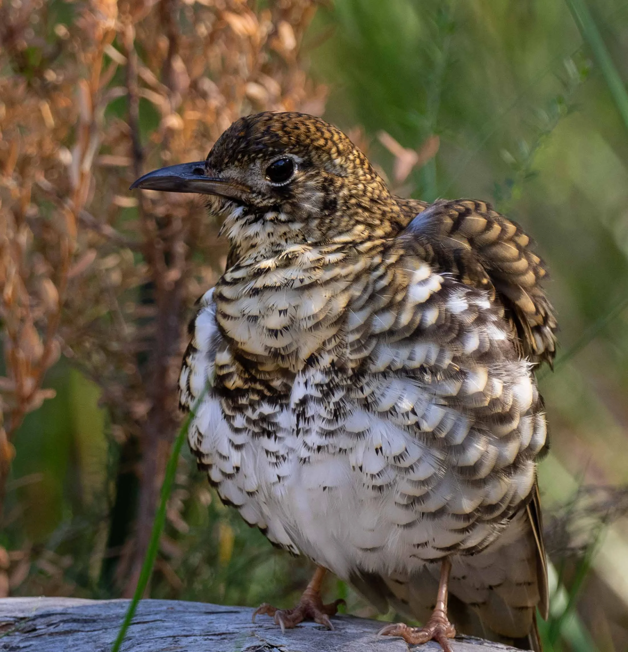 Bassian Thrush