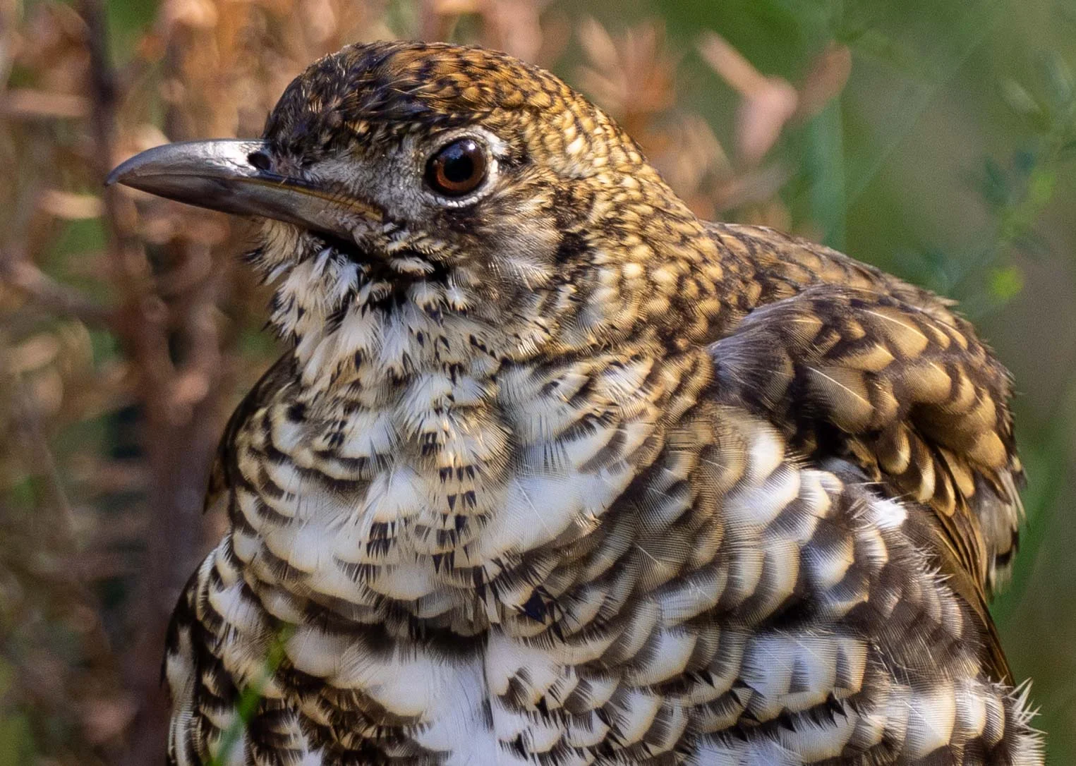 Bassian Thrush