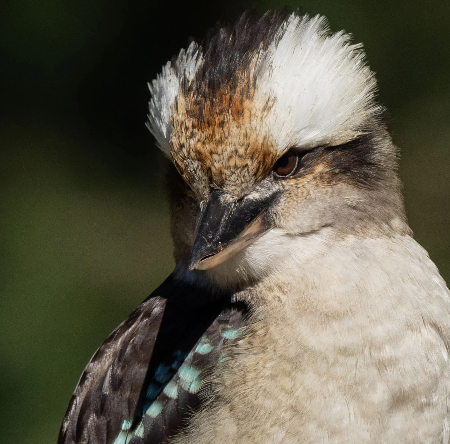 Laughing Kookaburra