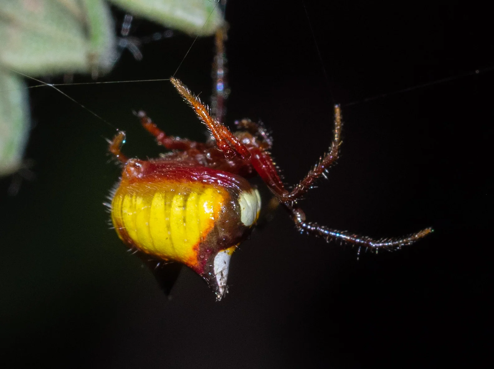 Shiny Orbweaver - female