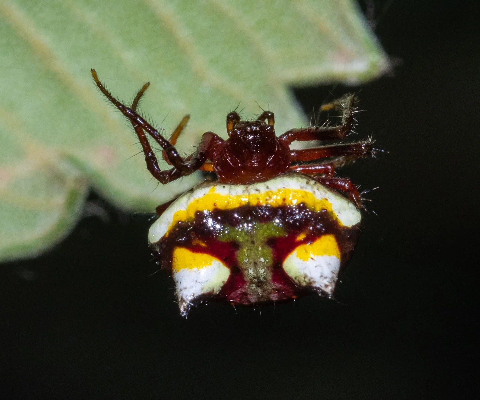 Shiny Orbweaver