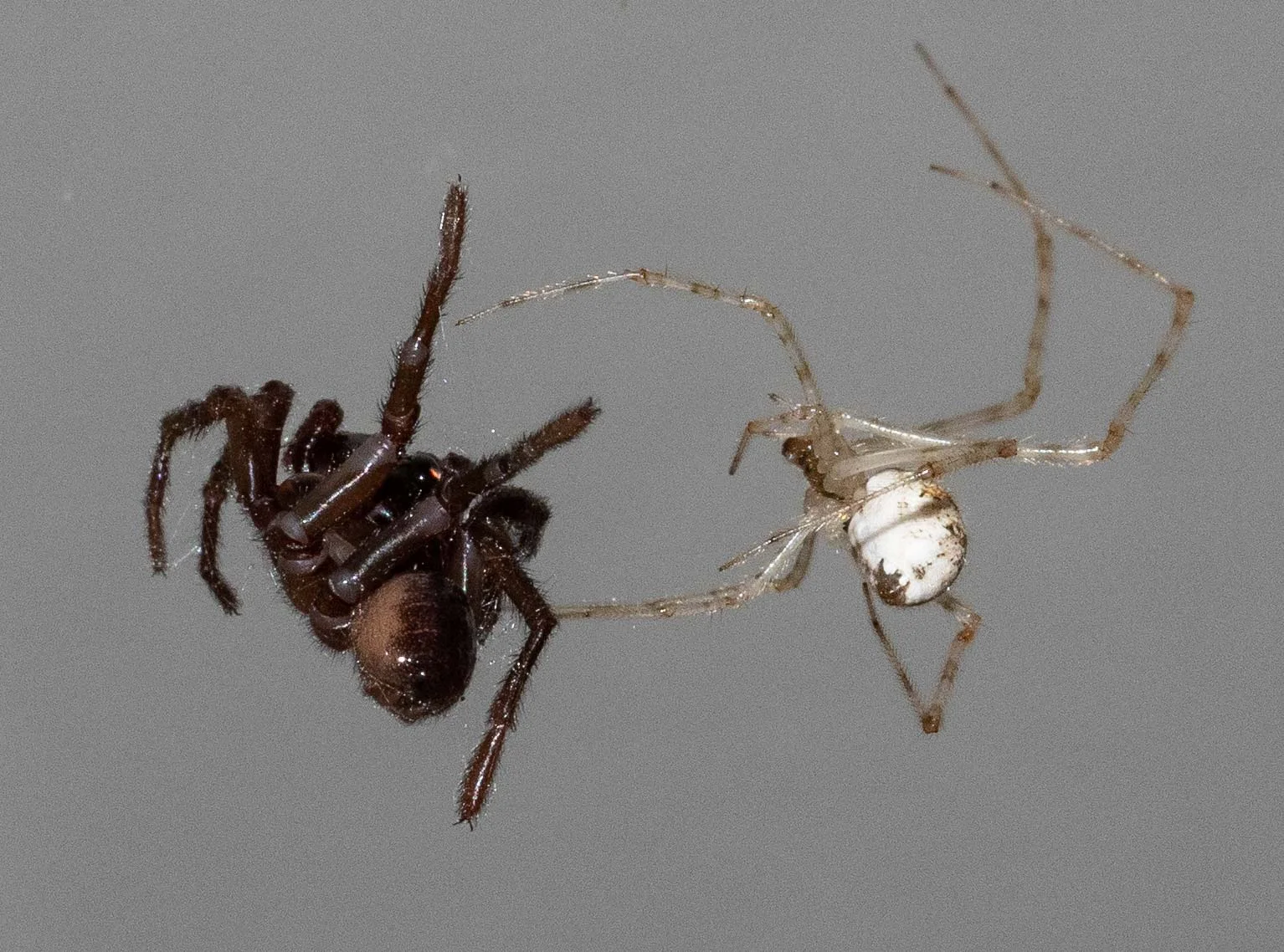 Cryptachaea gigantipes (right), with captive trapdoor spider