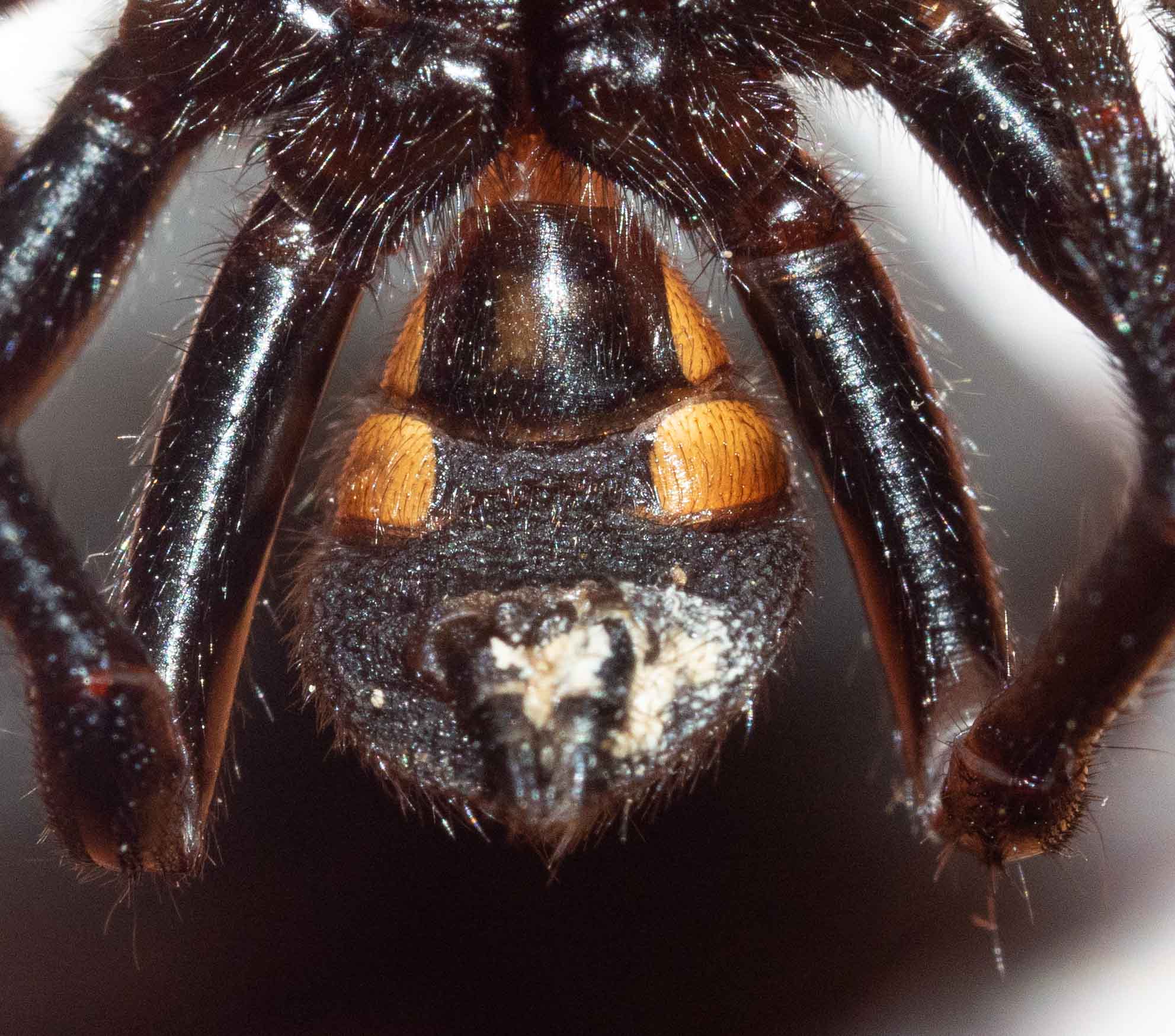 Pain-related spider species. Mygalomorph and araneomorph spiders are