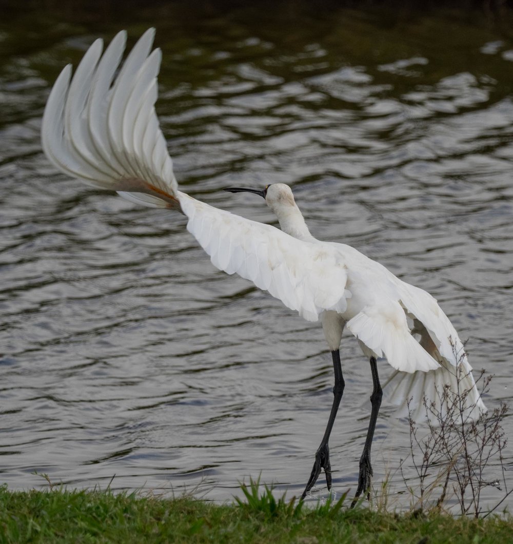 Royal Spoonbill