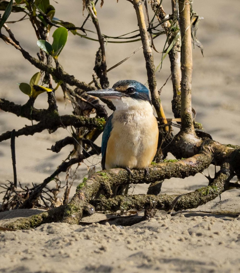 Sacred Kingfisher