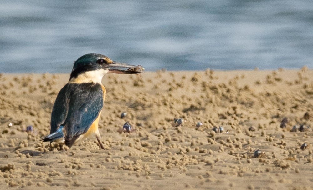 Sacred Kingfisher