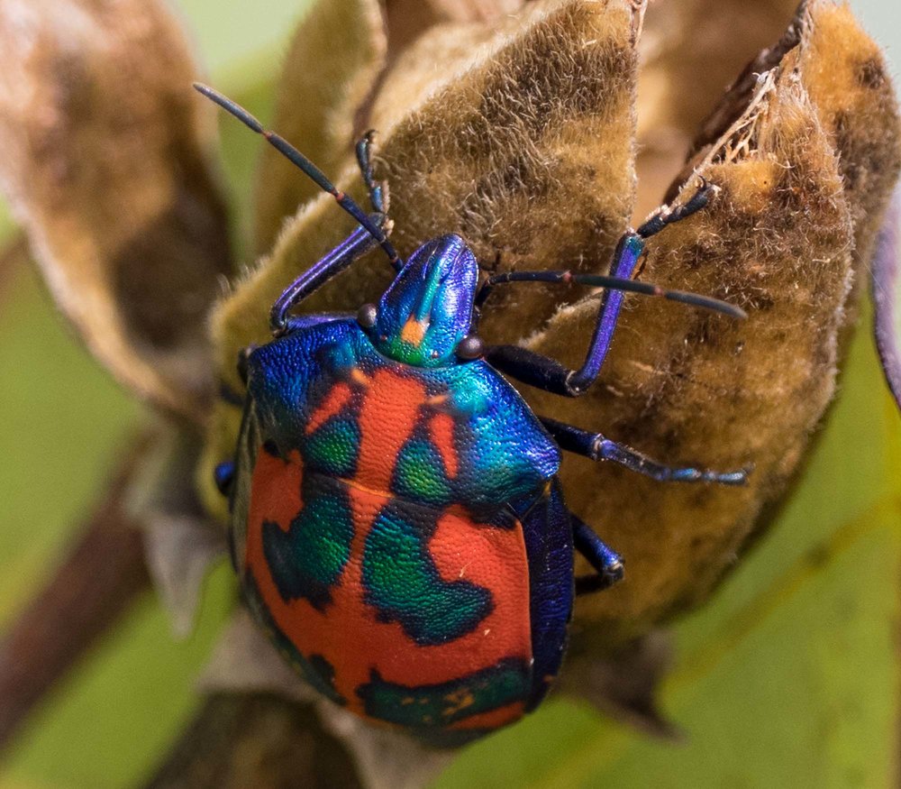 Cotton Harlequin Bug