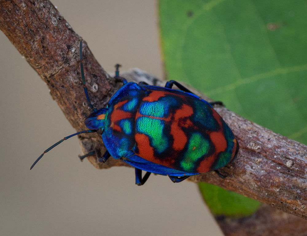 Cotton Harlequin Bug