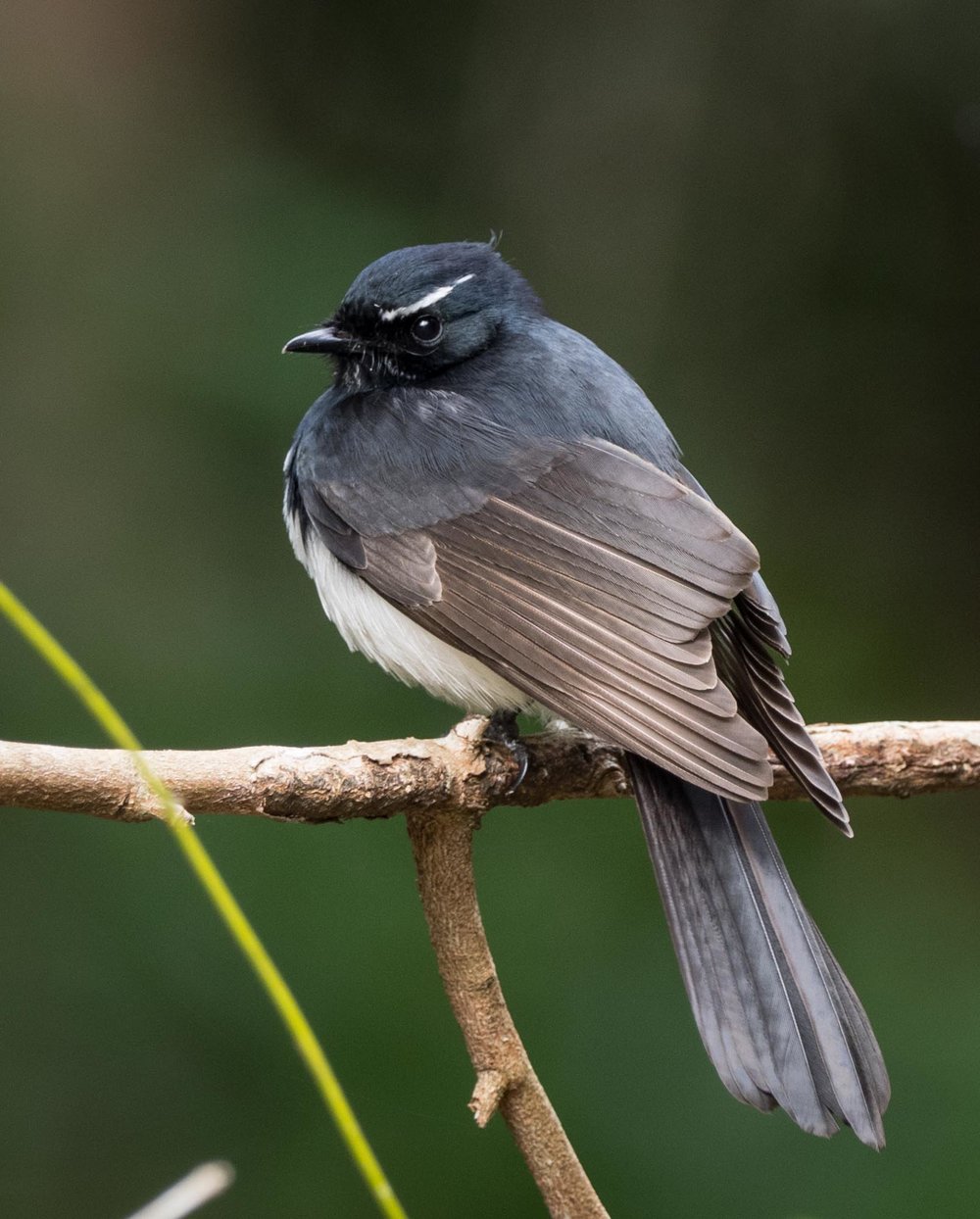 Willie Wagtail