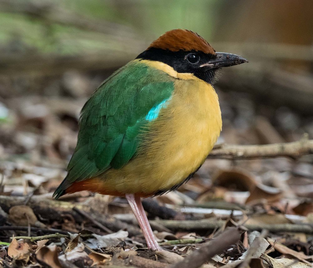 Noisy Pitta