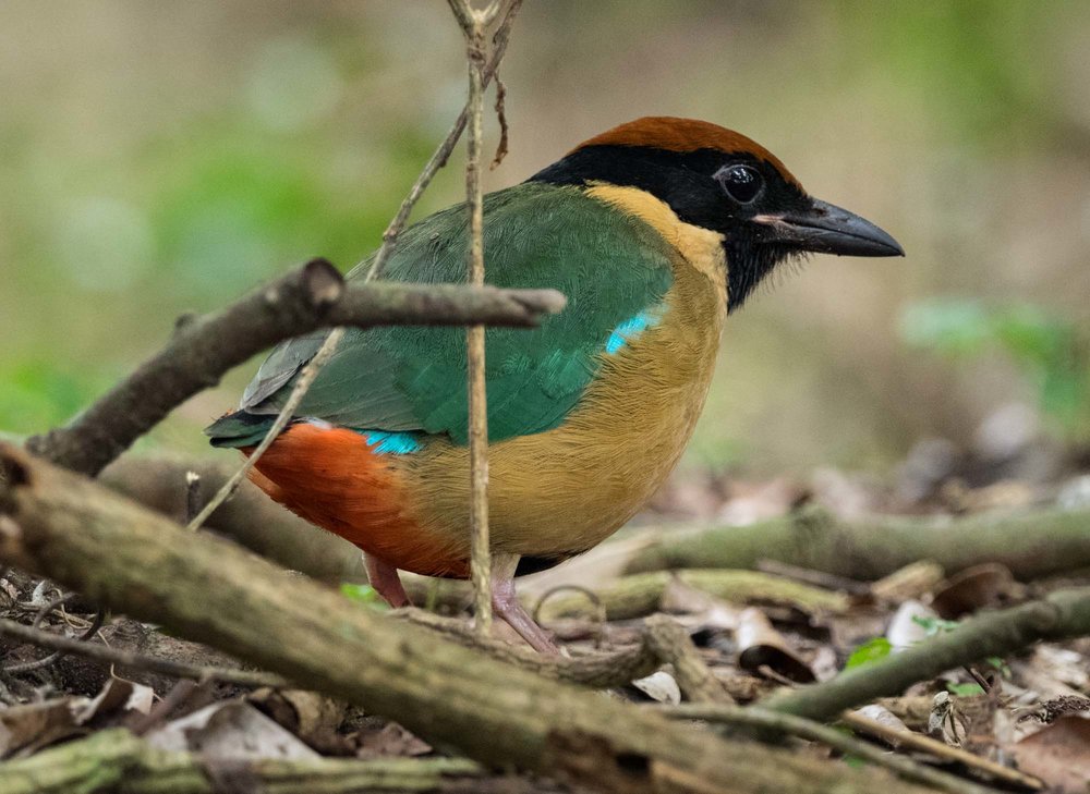 Noisy Pitta