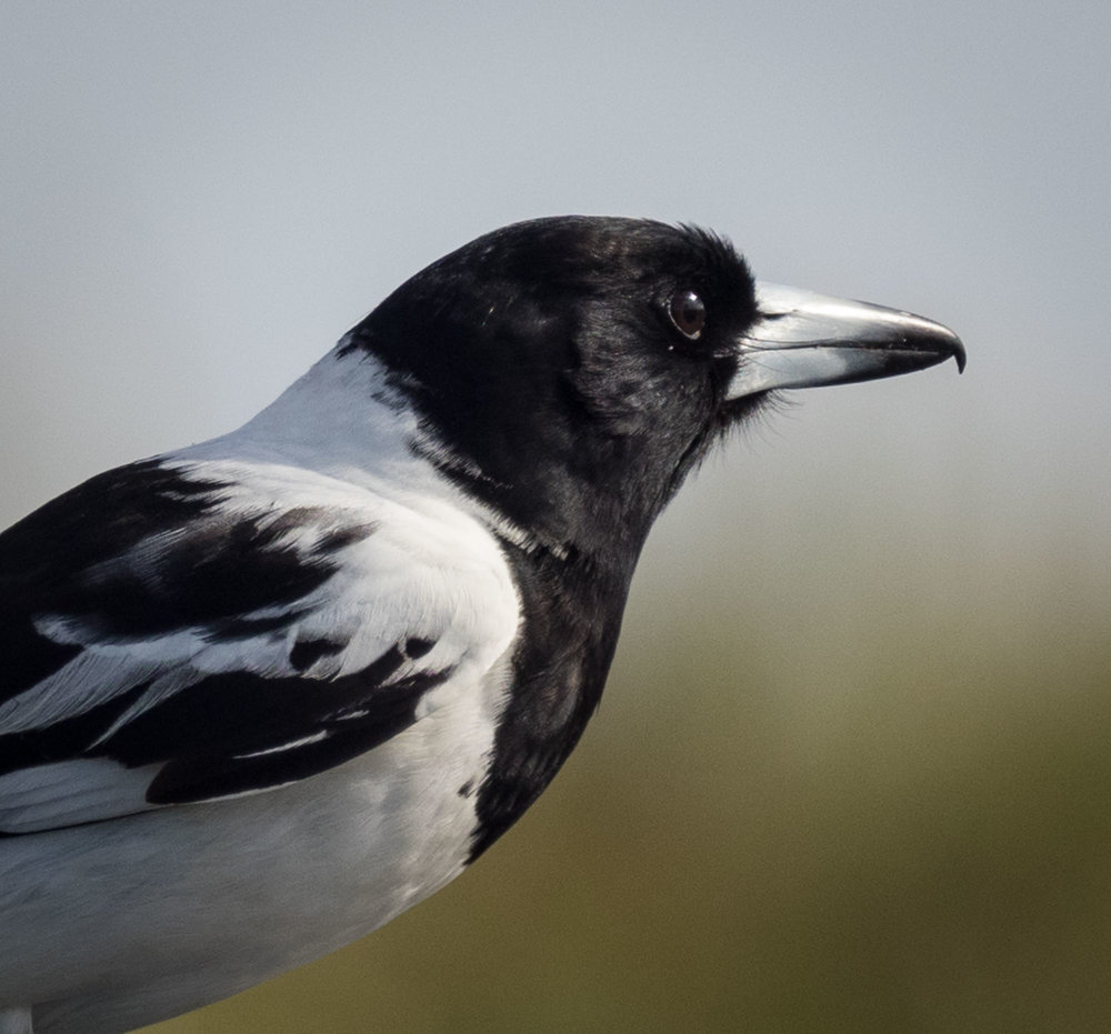 Pied Butcherbird