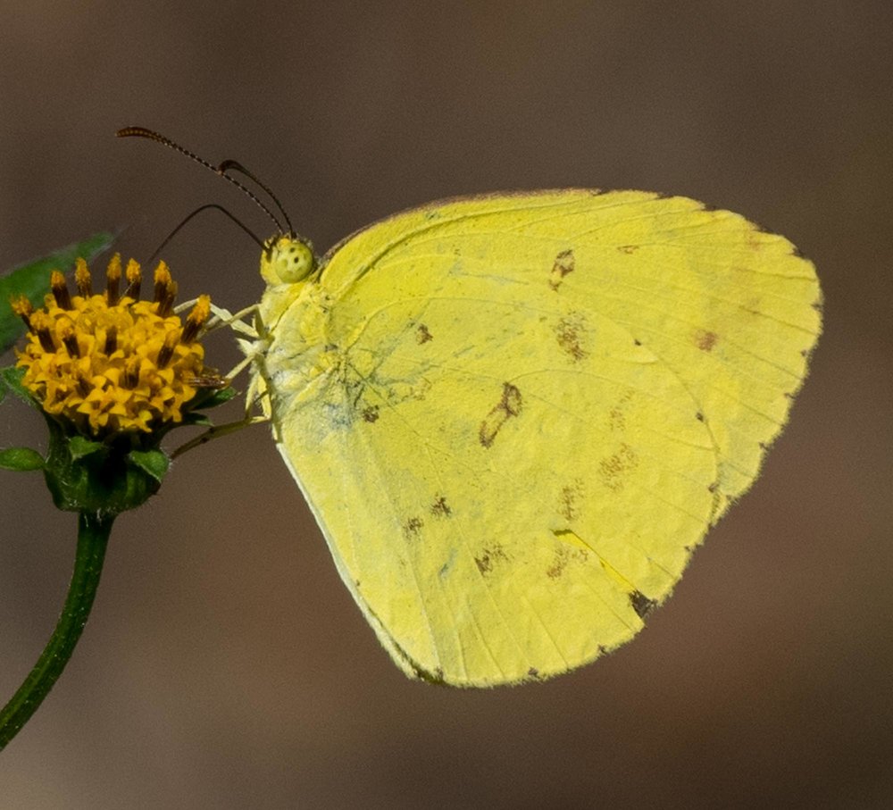 Yellow Migrant?