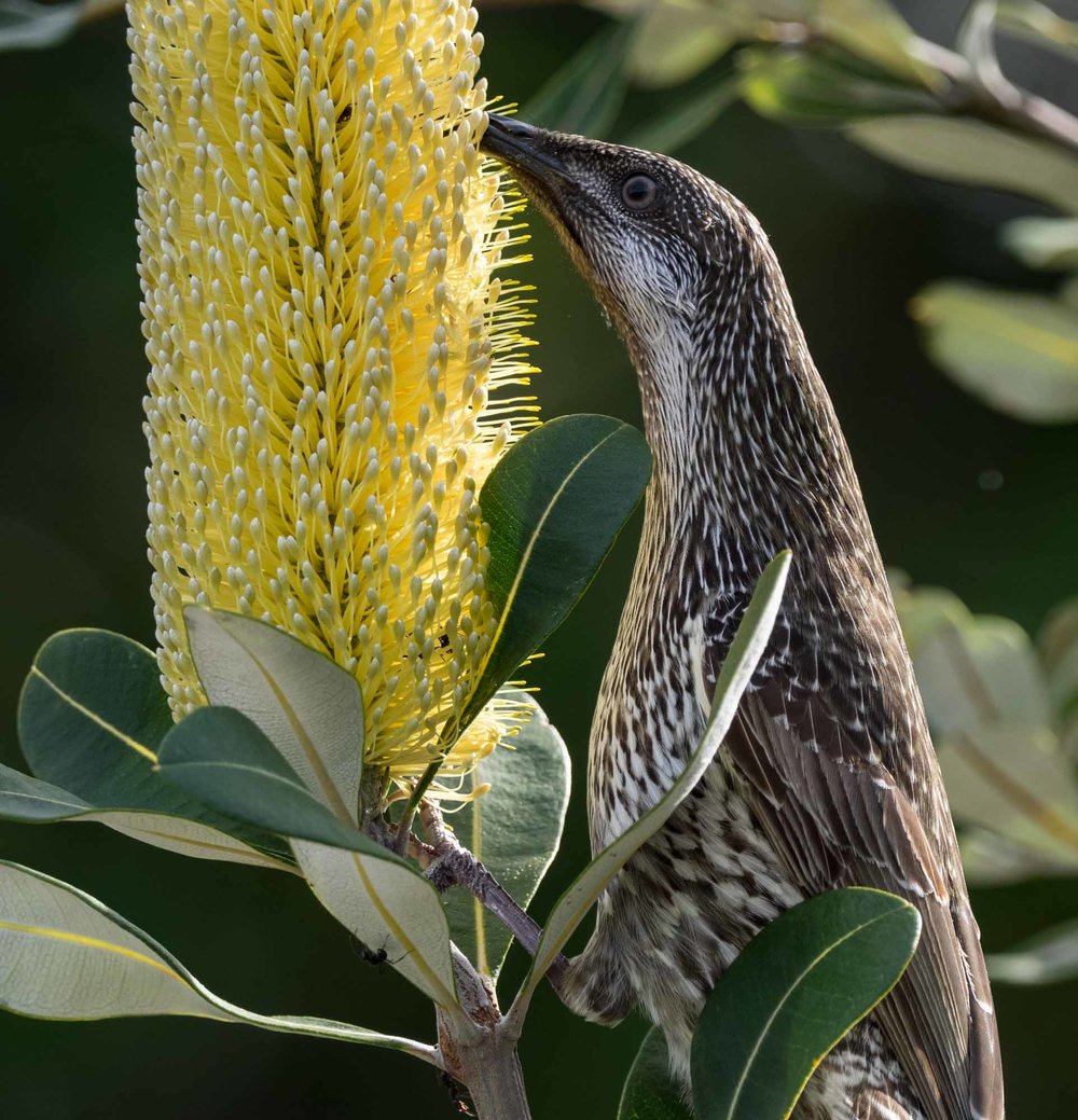 Little Wattlebird