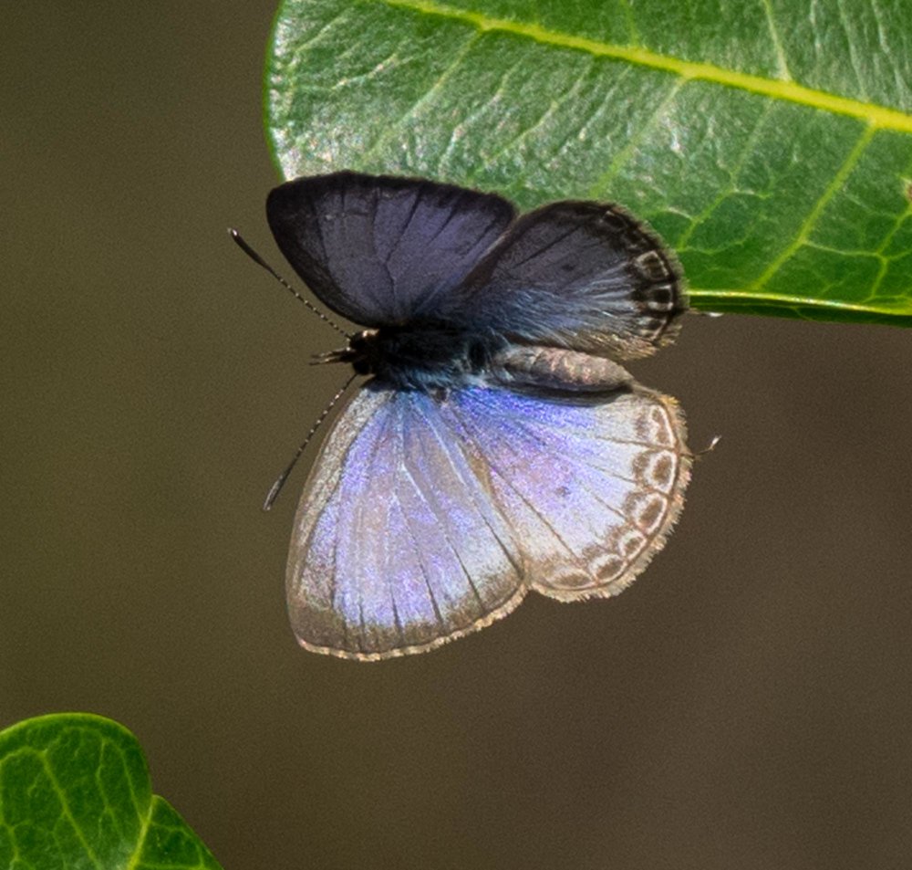 Blue butterfly