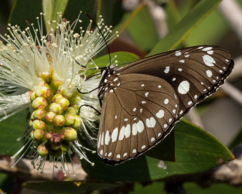 Common Crow butterfly