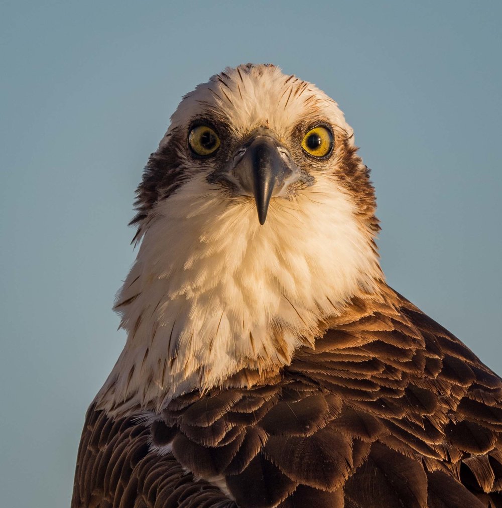 Eastern Osprey