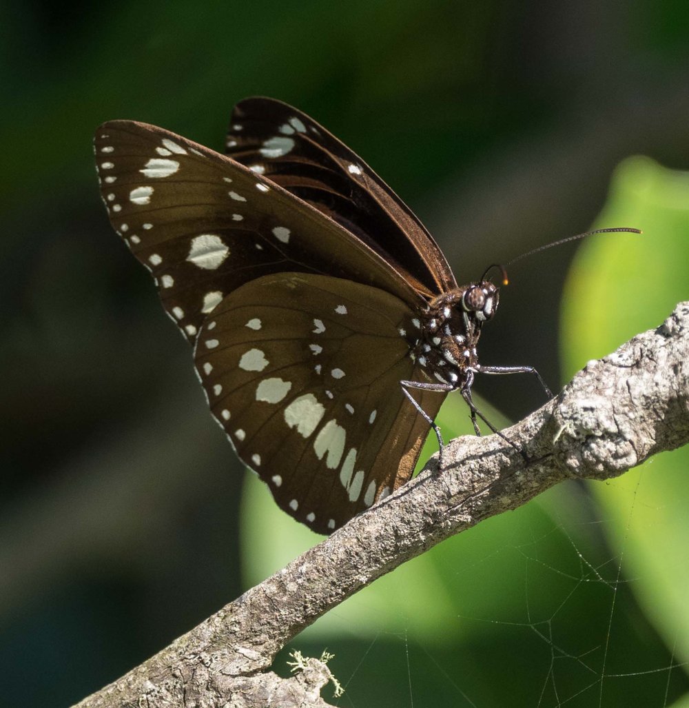 Common Crow butterfly