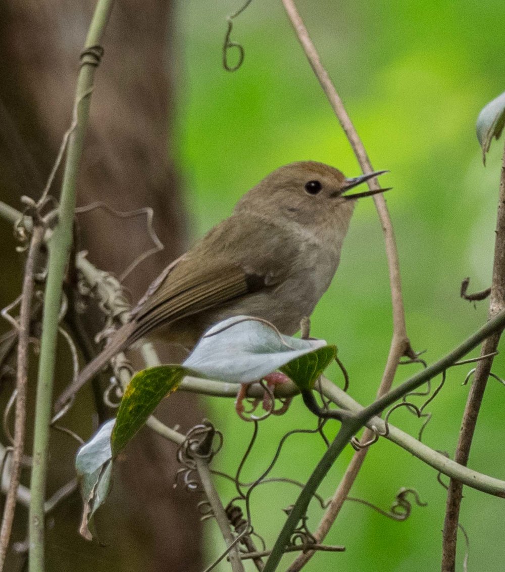 Large-billed Scrubwren