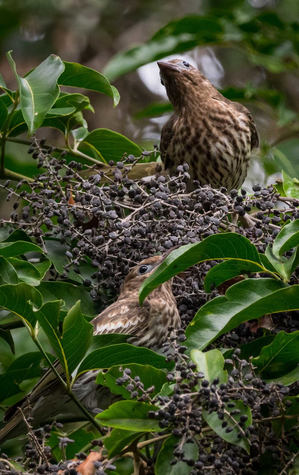 Australasian Figbird